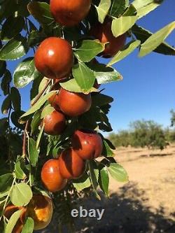 100% ORGANIC Dried Jujube Date California Grown? Hong Zao táo tàu
