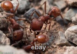 Classic Hand Made Wooden Ant Farm Sedona Desert Theme for Stem, Steam, Science