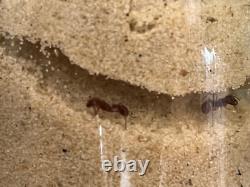 Classic Hand Made Wooden Ant Farm Sedona Desert Theme for Stem, Steam, Science