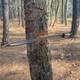 Custom Handmade Carbon Steel Blade Tactical Viking Sword Hunting Sword Camping