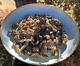 Dried Wild Conica Morel Mushrooms From The Usa, Wild Crafted 2024 Crop 1 Lb
