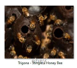 FortuneHoney.com Raw Wild Tualang Gelam Kelulut Stingless Bee Unpasteurized