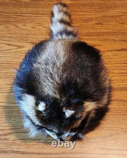 Fur Hat Racoon Whole Skin withRemovable Knit Liner Sz L to XL EUC Hand Made in USA