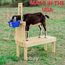 Goat Hoof & Milk Stand for Dwarf & Pygmy Goats 32-inch Hand-Crafted Natural Pine