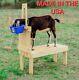Goat Hoof & Milk Stand For Dwarf And Pygmy Goats 32 Hand-crafted Natural Pine