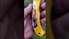 Handcraft Edcworld Edcknife Edccarry Usa Blade Edclifestyle Hunting Edcforever Handmade