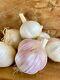 Metechi Garlic Bulk Rate 10 Lbs Increments