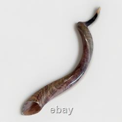 Shofar Yemenite Kudu Horn XXL 40-44 New KOSHER Half Polished Free Shipping USA