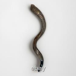 Shofar Yemenite Kudu Horn XXL 40-44 New KOSHER Half Polished Free Shipping USA