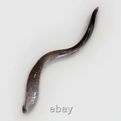 Shofar Yemenite Kudu Horn XXL 40-44 New KOSHER Half Polished Free Shipping USA
