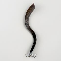 Shofar Yemenite Kudu Horn XXL 40-44 New KOSHER Half Polished Free Shipping USA