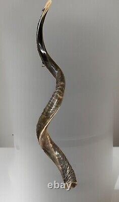 Shofar Yemenite Kudu Horn XXL 47-48 New Natural KOSHER Made Free Shipping USA