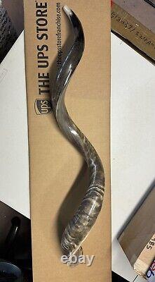 Shofar Yemenite Kudu Horn XXL 47-48 New Natural KOSHER Made Free Shipping USA