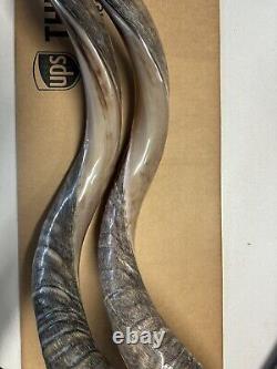 Shofar Yemenite Kudu Horn XXL 47-48 New Natural KOSHER Made Free Shipping USA
