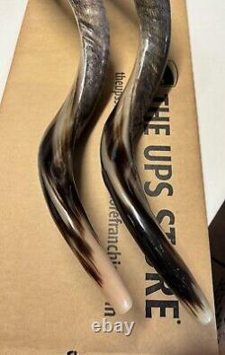 Shofar Yemenite Kudu Horn XXL 47-48 New Natural KOSHER Made Free Shipping USA