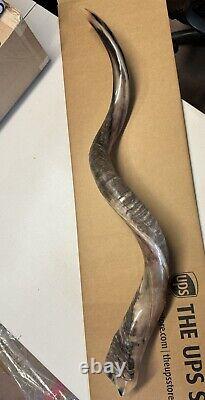 Shofar Yemenite Kudu Horn XXL 47-48 New Natural KOSHER Made Free Shipping USA