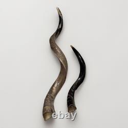 Shofar Yemenite Kudu Horn XXL Set 45 + 24-28 Kosher Made Free Shipping USA