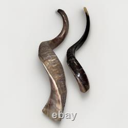 Shofar Yemenite Kudu Horn XXL Set 45 + 24-28 Kosher Made Free Shipping USA