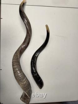 Shofar Yemenite Kudu Horn XXL Set 45 + 24-28 Kosher Made Free Shipping USA