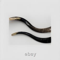 Shofar Yemenite Kudu Horn XXL Set 45 + 24-28 Kosher Made Free Shipping USA