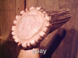 Walking stick cane Antler handle MAPLE wood shaft very stiff CUSTOM MADE IN USA