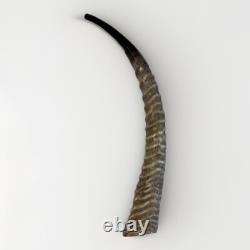 Waterbuck Horn Shofar Yemenite XL 22-26 New KOSHER Made Free Shipping USA