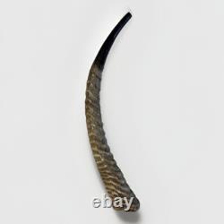 Waterbuck Horn Shofar Yemenite XL 22-26 New KOSHER Made Free Shipping USA