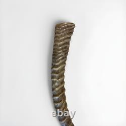 Waterbuck Horn Shofar Yemenite XL 22-26 New KOSHER Made Free Shipping USA
