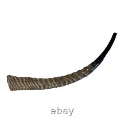 Waterbuck Horn Shofar Yemenite XL 22-26 New KOSHER Made Free Shipping USA
