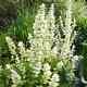 White Swan Clary Sage 25 Seeds Usa Seller Drought Tolerant Butterflies