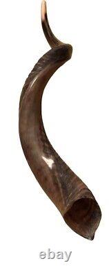Yemenite Shofar Kudu Horn XL 32-37 New KOSHER Made+Odor Spray Holy Land