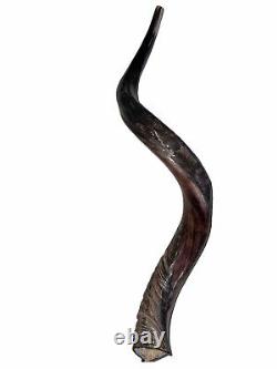 Yemenite Shofar Kudu Horn XL 32-37 New KOSHER Made+Odor Spray Holy Land