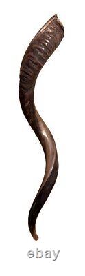 Yemenite Shofar Kudu Horn XL 32-37 New KOSHER Made+Odor Spray Holy Land