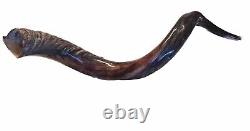 Yemenite Shofar Kudu Horn XL 32-37 New KOSHER Made+Odor Spray Holy Land