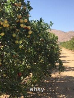 100% BIO Dattes Jujube Séchées Cultivées en Californie ? Hong Zao táo tàu