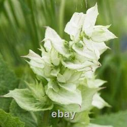 Cygne blanc Clary Sage 25 graines Vendeur USA Tolérant à la sécheresse Papillons