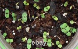 Cygne blanc Clary Sage 25 graines Vendeur USA Tolérant à la sécheresse Papillons