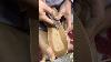 Fabrication De Cuir : Un Travail Incroyable Fait Main Aux États-unis - Youtubeshort