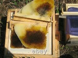 Warre Bee Hive Avec Fenêtres (4 Boîtes Entièrement Assemblées) Fabriqué À La Main Aux États-unis